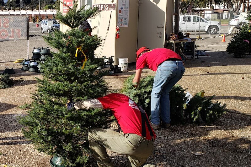 Stand-Man man preparing a christmas tree